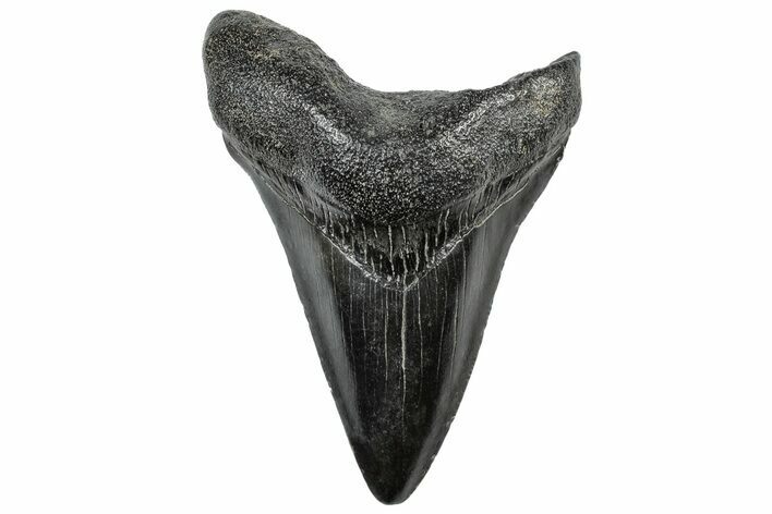 Fossil Megalodon Tooth - South Carolina #306279